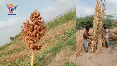 Start der Maisernte-Saison in den Distrikten Al-Mansuriya und Al-Marawa'a in Hodeidah